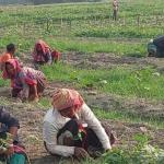 ৩০০ টাকায় ১০ ঘণ্টা খাটুনি, শেষ হয় না রূপসীদের জীবনযুদ্ধ - Chief TV