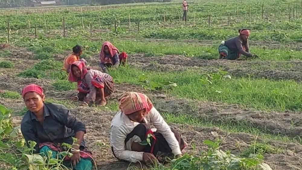 ৩০০ টাকায় ১০ ঘণ্টা খাটুনি, শেষ হয় না রূপসীদের জীবনযুদ্ধ - Chief TV