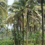 হোয়াইট ফ্লাইয়ের আগ্রাসনে বিলুপ্তির পথে  ঐতিহ্যবাহী নারিকেল তেল শিল্প - Chief TV