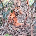 দীর্ঘ ছয় মাসের চিকিৎসা শেষে সাম্রাজ্যে ফিরছে রাণী, উদ্ধার হওয়া সেই বাঘিনী - Chief TV
