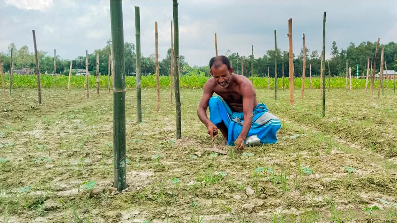আগাম শীতকালীন সবজি চাষে ব্যস্ত শাজাহানপুরের কৃষকেরা - Chief TV