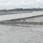 খাল ভরাটে সংকটে কুতুবদিয়ার লবণ চাষ, খননের অপেক্ষায় ৫ হাজার একর জমি - Chief TV