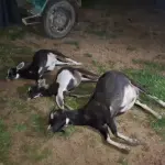 সুপারিবাগানে ঢোকায় পিটিয়ে হত্যা ৩ ছাগল, মৃত পশু নিয়ে থানায় মালিক - Chief TV