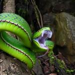 চবিতে সর্পদংশনের শিকার শিক্ষার্থী, শিক্ষার্থীদের মধ্যে উদ্বেগ - Chief TV