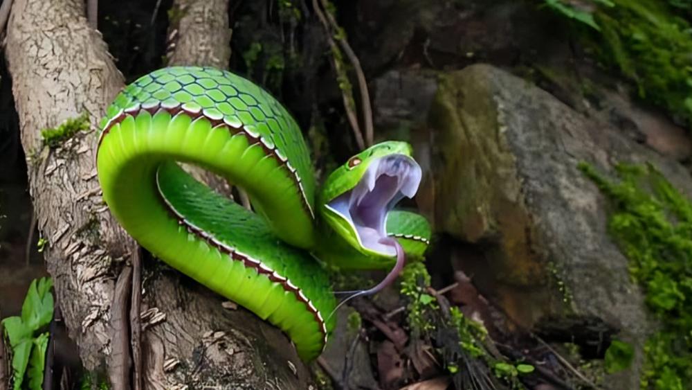 চবিতে সর্পদংশনের শিকার শিক্ষার্থী, শিক্ষার্থীদের মধ্যে উদ্বেগ - Chief TV