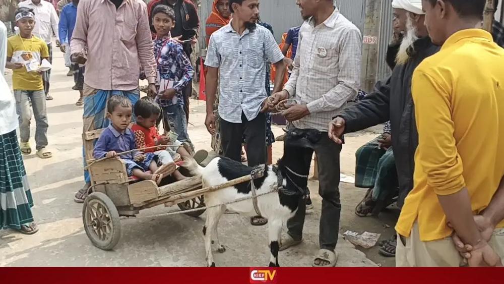 গরু-ঘোড়া নয়, মেঠো পথে চলছে ছাগলের গাড়ি - Chief TV