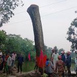 আখাউড়ায় সেই ‘অলৌকিক’ কড়ই গাছ কেটে দিল প্রশাসন -Chief TV