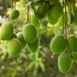 খুলনায় বিষাক্ত আম খেয়ে নারীর মৃত্যু, হাসপাতালে ৪ - Chief TV