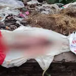 রাজবাড়ীতে ময়লার ভাগাড় থেকে নবজাতকের মরদেহ উদ্ধার - Chief TV