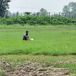 ঝাওডাঙ্গা সীমান্তে পুশইন চেষ্টা ব্যর্থ করল বিজিবি - Chief TV