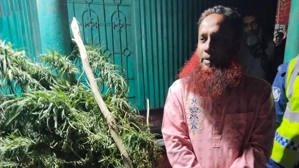 কাজিপুরে যৌথ অভিযানে গাঁজার গাছসহ গ্রেপ্তার এক - Chief TV