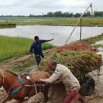 কৃষাণ সংকটে ঘোড়ার গাড়িতে ধান বহন! ভারী বর্ষণে পানির নিচে ধান - Chief TV
