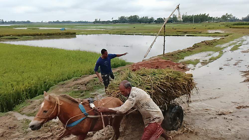 কৃষাণ সংকটে ঘোড়ার গাড়িতে ধান বহন! ভারী বর্ষণে পানির নিচে ধান - Chief TV