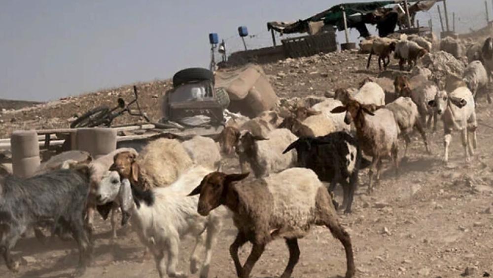 ২৫০ ছাগল চুরি করল ইসরায়েলি সেনারা - Chief TV