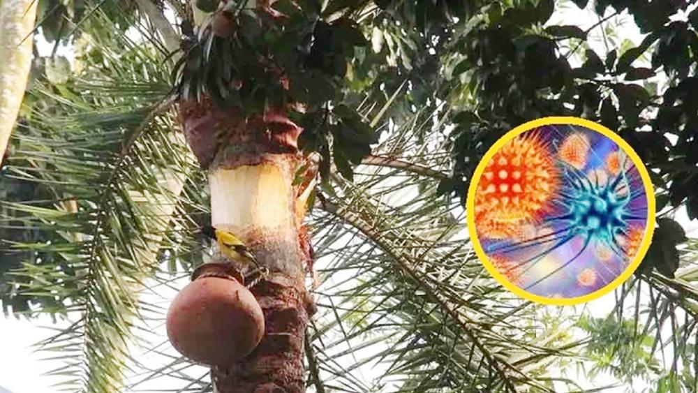 ৩৫ জেলায় নিপাহ ভাইরাসের সংক্রমণ, ৪ জনের মৃত্যু - Chief TV