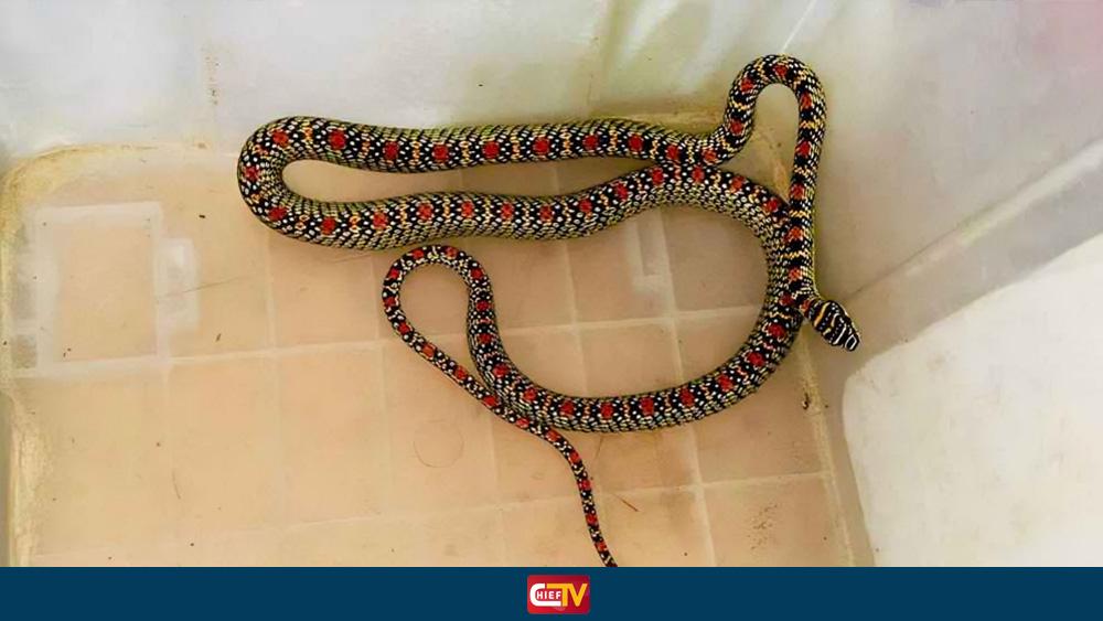 বাসা থেকে উদ্ধার হলো অপরূপ সুন্দর কালনাগিনী সাপ - Chief TV