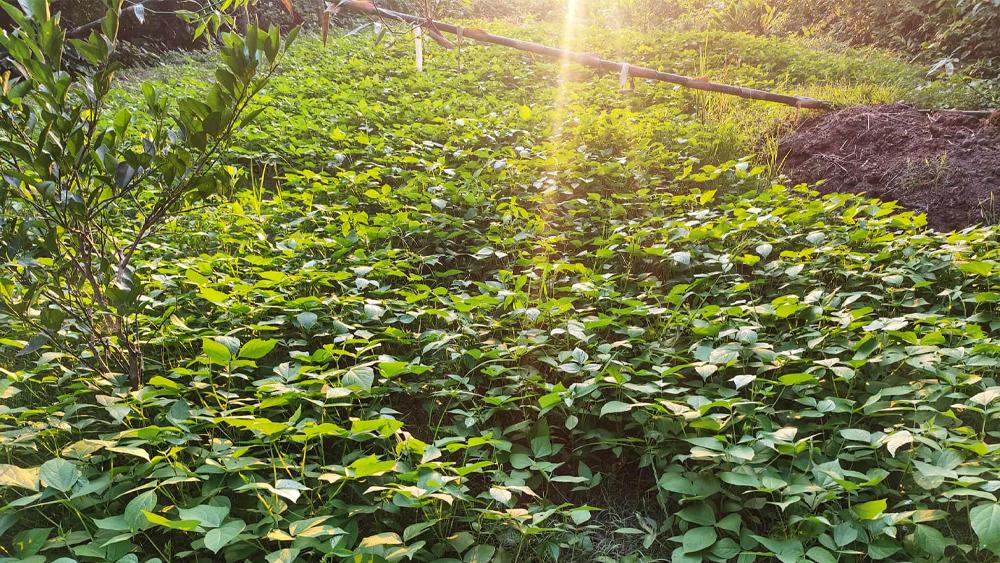 বদলগাছিতে রাস্তার পাশে পতিত জমিতে শীতকালীন ফসল চাষে কৃষকদের সাফল্য! - Chief TV