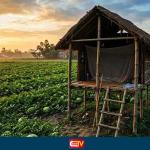 বিয়ের কথা বলে 'ডিভোর্সি' নারীকে নিয়ে তরমুজ ক্ষেতে অতঃপর - Chief TV