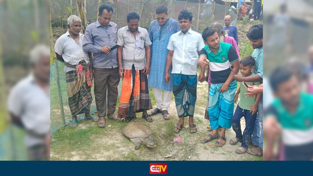 ধুম কাছিম উদ্ধার করে মুক্ত জলাশয়ে অবমুক্ত - Chief TV