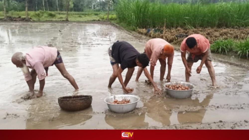 হঠাৎ বৃষ্টিতে তলিয়ে গেছে আগাম বীজ আলু, উঠিয়ে নিচ্ছেন কৃষকরা - Chief TV