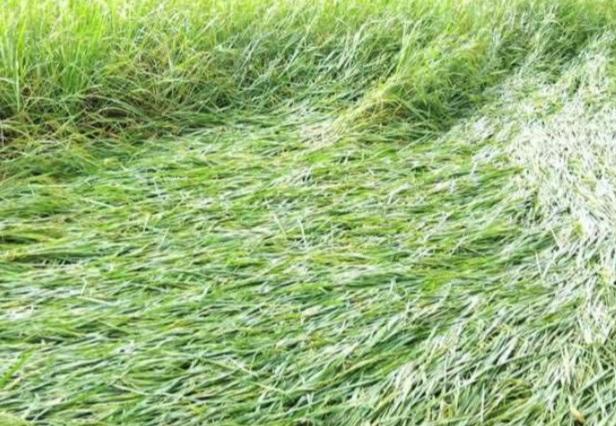 গত দুই দিনের ভারী বৃষ্টি ও বৈরী আবহাওয়া, কৃষকের ক্ষতি- Chief TV