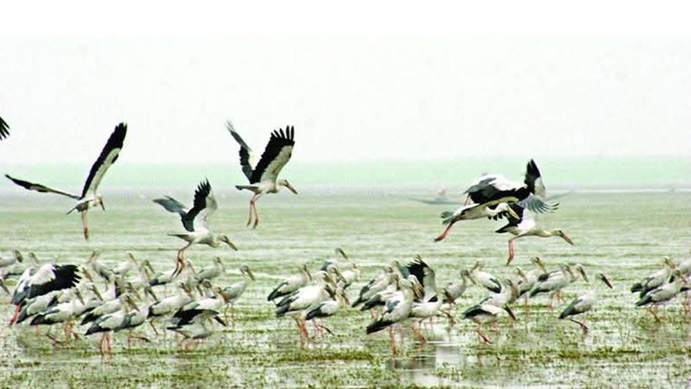 মানিকগঞ্জের ঘিওর ও শিবালয়ে অতিথি পাখির আগমন - Chief TV
