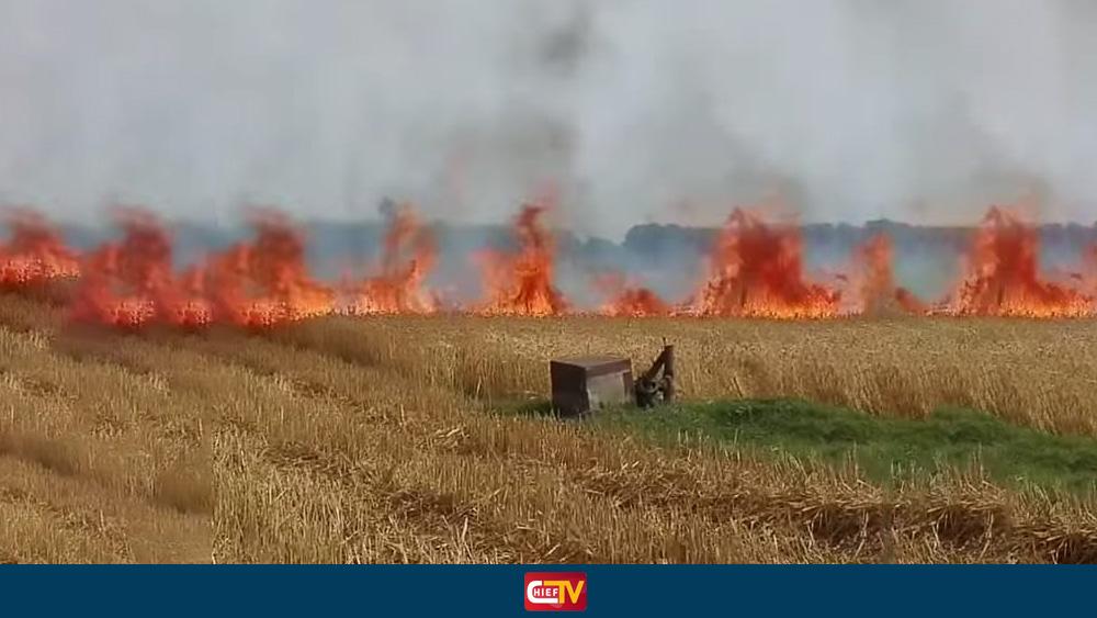 মেহেরপুরে গমের নাড়া পোড়াতে গিয়ে ১০০ বিঘা গম পুড়ে ছাই - Chief TV