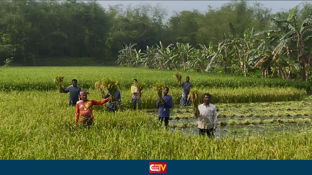 পাকা ধানের গন্ধে রঙিন কৃষকের স্বপ্ন: মাঠে মাঠে চলছে ধান কাটার উৎসব - Chief TV