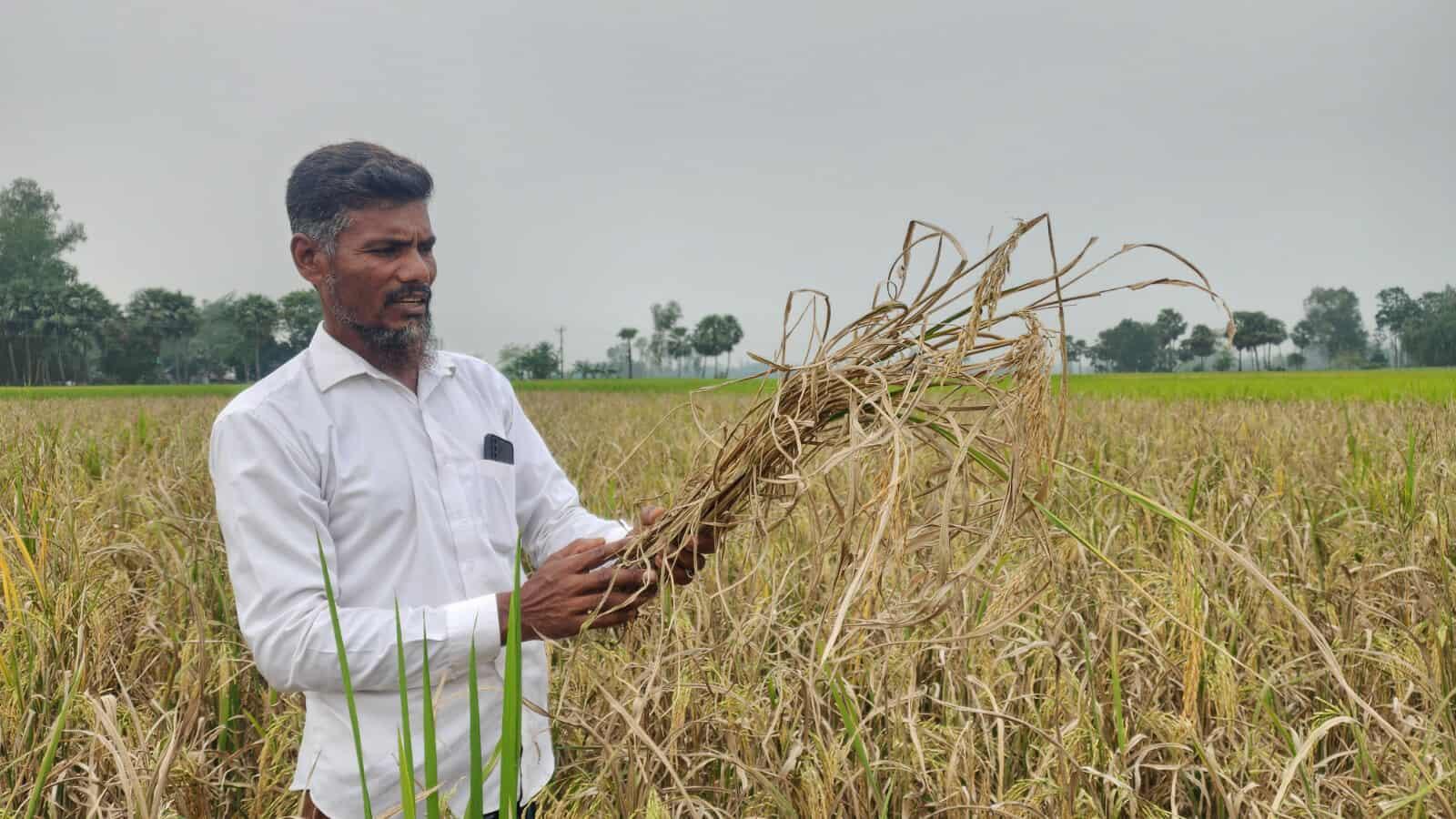উচ্চ ফলনের আশায় রাজা ধানের বীজ লাগিয়ে বিপাকে আক্কেলপুরের কৃষক- Chief TV