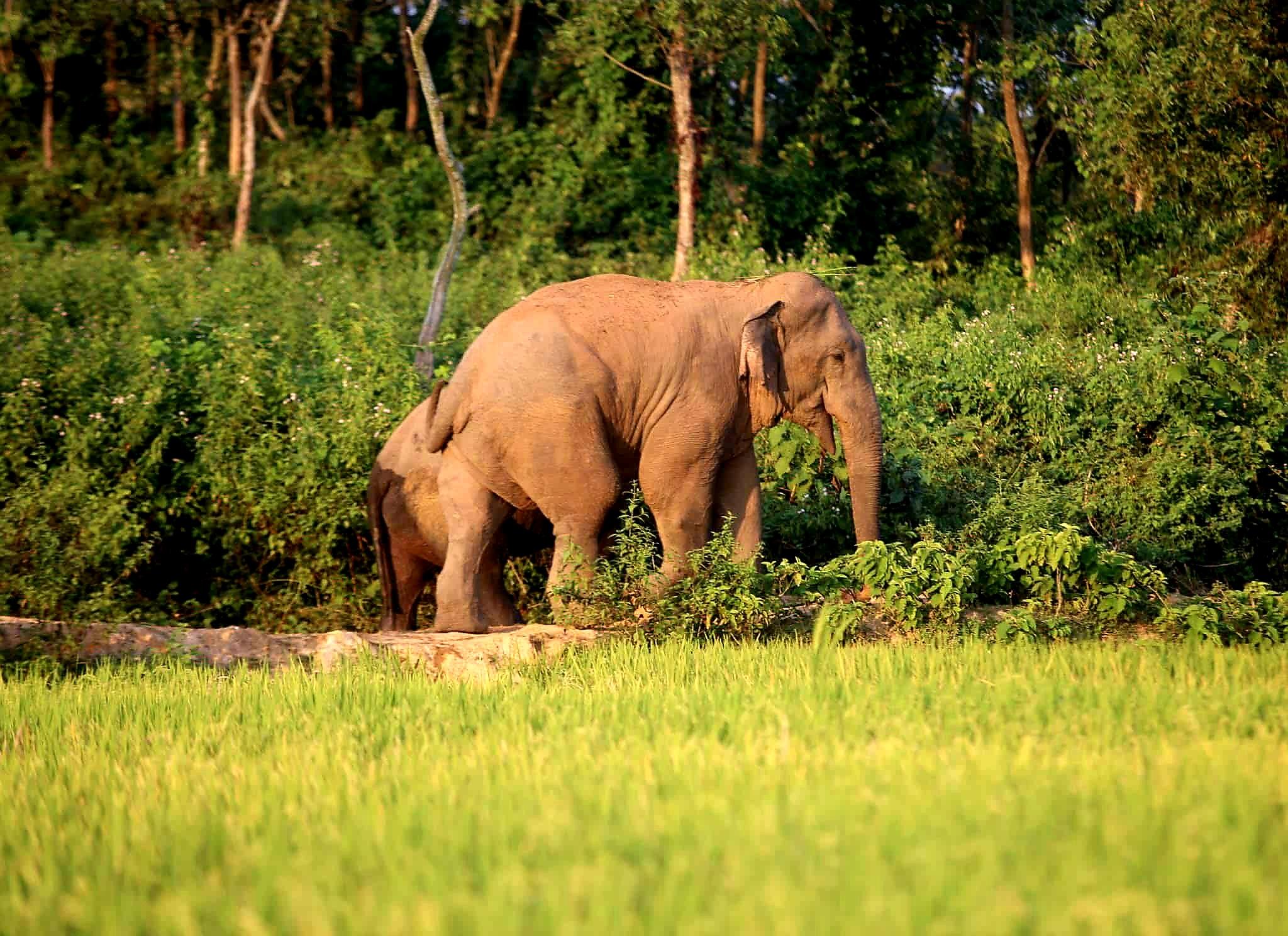 বন্য হাতির তাণ্ডবে ফসলের ব্যাপক ক্ষয়ক্ষতি- Chief TV