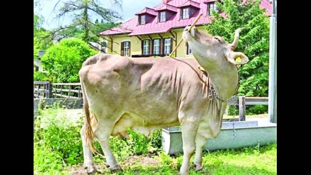 শরীর চুলকাতে লাঠি ব্যবহার করে যে গরু - Chief TV