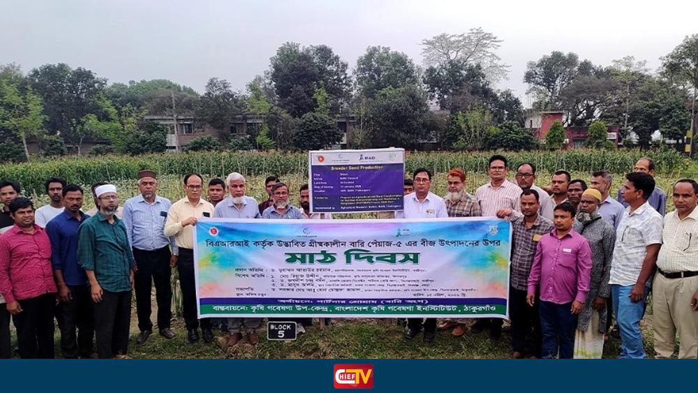 ঠাকুরগাঁওয়ে বারি পেঁয়াজ-৫ বীজ উৎপাদনে মাঠ দিবস অনুষ্ঠিত - Chief TV