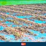 ঠাকুরগাঁওয়ে বৃষ্টিতে ডুবেছে আলুর ক্ষেত,দুশ্চিন্তায় কৃষক - Chief TV