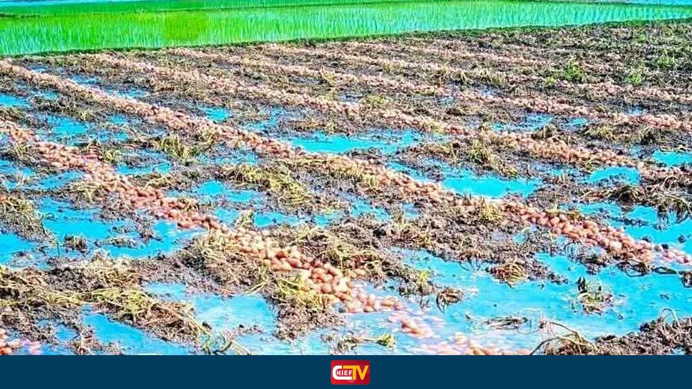 ঠাকুরগাঁওয়ে বৃষ্টিতে ডুবেছে আলুর ক্ষেত,দুশ্চিন্তায় কৃষক - Chief TV