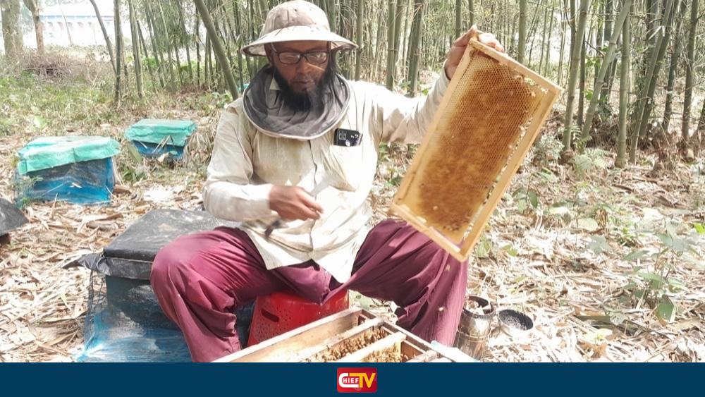 ঠাকুরগাঁওয়ে মিষ্টি কুমড়ার ক্ষেতেও সুস্বাদু মধু চাষে সাফল্য - Chief TV