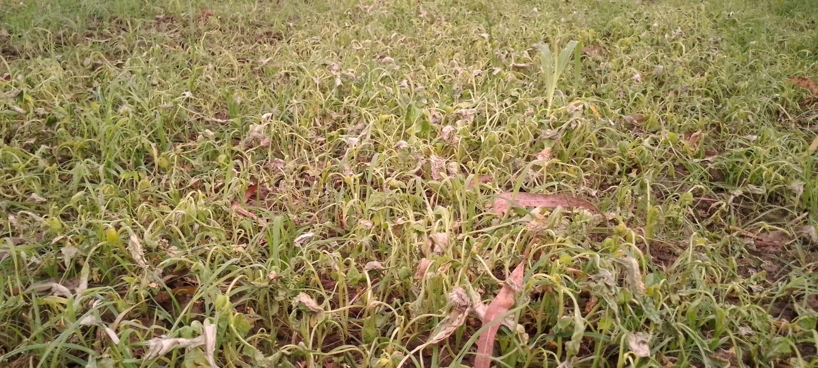 ধুনটে বিষাক্ত ঔষধ প্রয়োগ করে সরিষার ফসল নষ্ট  ‎-Chief TV