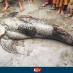 যমুনায় ধরা পড়লো ১০৫ কেই ওজনের বাঘা আইড় মাছ - Chief TV