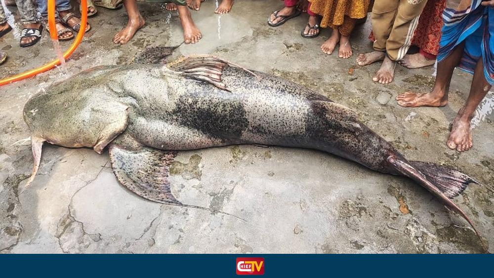যমুনায় ধরা পড়লো ১০৫ কেজি ওজনের বাঘা আইড় মাছ - Chief TV