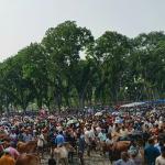 কাজীপুর সোনামুখী পশুর হাটে উপচে পড়া ভিড়, জমজমাট বেচাকেনা - Chief TV
