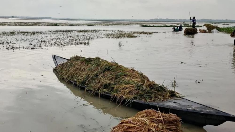 পানিতে তলিয়ে গেছে কৃষকের কষ্টের ফসল - Chief TV