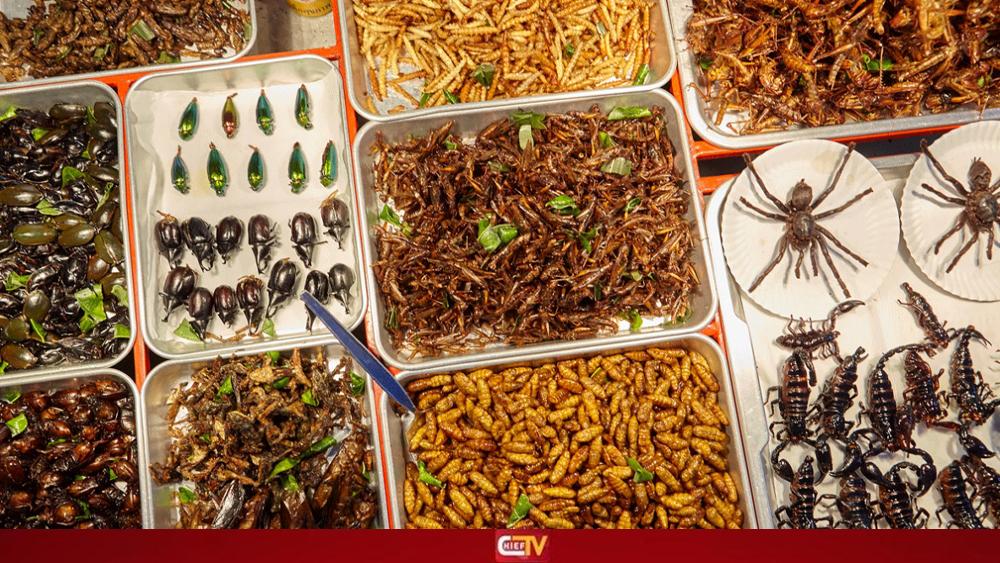 পোকামাকড় খাওয়ার উৎসব - Chief TV