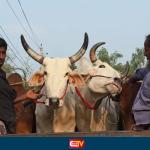 ঠাকুরগাঁও সীমান্ত দিয়ে ঢুকছে ভারতীয় গরু, জানে না প্রশাসন