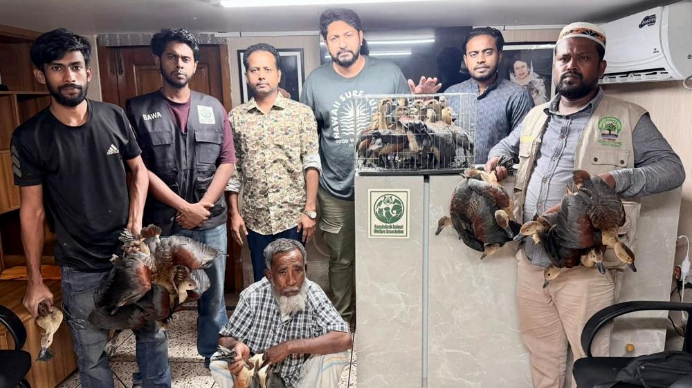 রাজধানীর বনানী কবরস্থান রোড থেকে ৩ বস্তা ভর্তি পাতি সরালি উদ্ধার - Chief TV