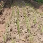 ৫৫ বছর পরও কাঁচা রাস্তা, পাকা করার দাবিতে সড়কে ধানের চারা রোপণ - Chief TV