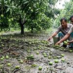 সাপাহারে আম চাষিদের মাথায় হাত: ঝোড়ো হাওয়ায় লণ্ডভণ্ড বাগান - Chief TV