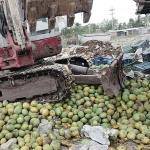 সাতক্ষীরায় কেমিক্যাল দিয়ে পাকানো নয় হাজার কেজি আম ধ্বংস - Chief TV