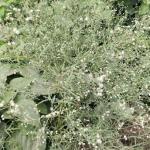 পার্থেনিয়াম গাছে বিষাক্ত ফুল, সতর্ক করল কৃষি অফিস - Chief TV