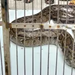 সুন্দরবন সংলগ্ন বাজারের হার্ডওয়্যার দোকান থেকে বিশাল অজগর উদ্ধার - chief tv