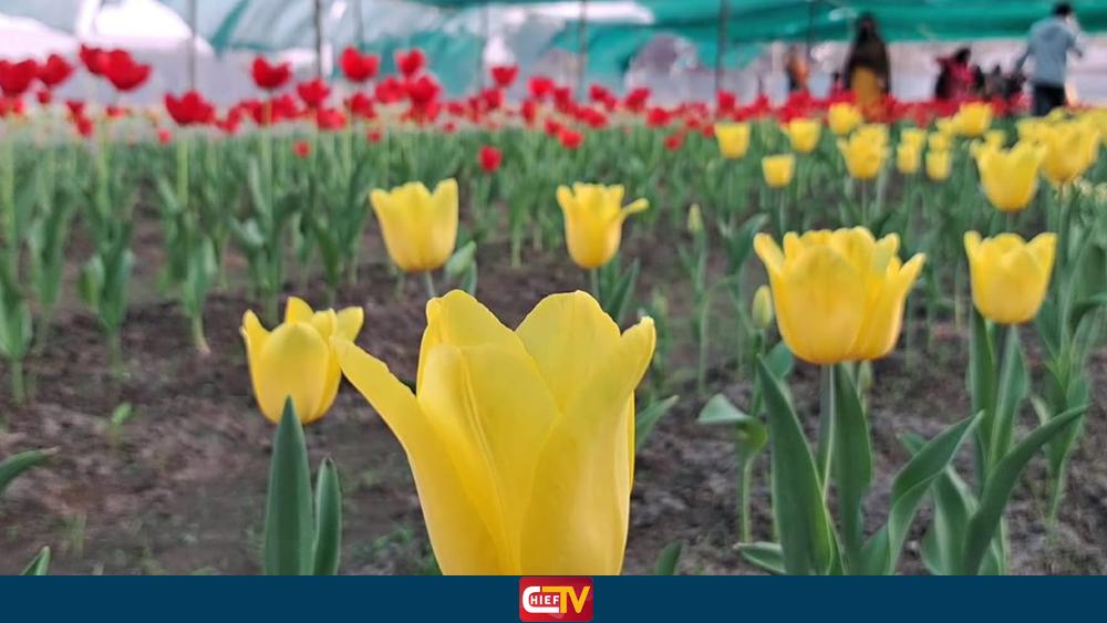 তেঁতুলিয়ায় ফুটেছে রাজসিক টিউলিপ, দর্শনার্থীদের ভিড় - Chief TV