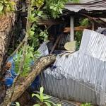 ঠাকুরগাঁওয়ে কালবৈশাখীর তাণ্ডব, বসতঘর বিধ্বস্ত - Chief TV